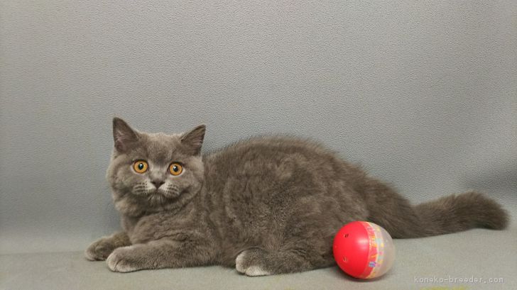 ID:1706-00482の子猫