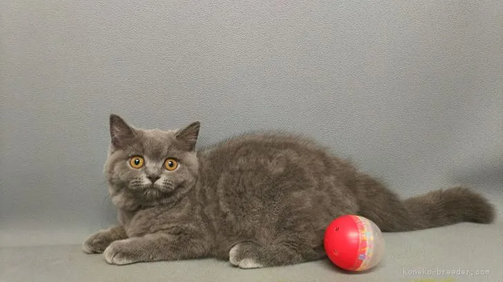 ID：1706-00482の子猫