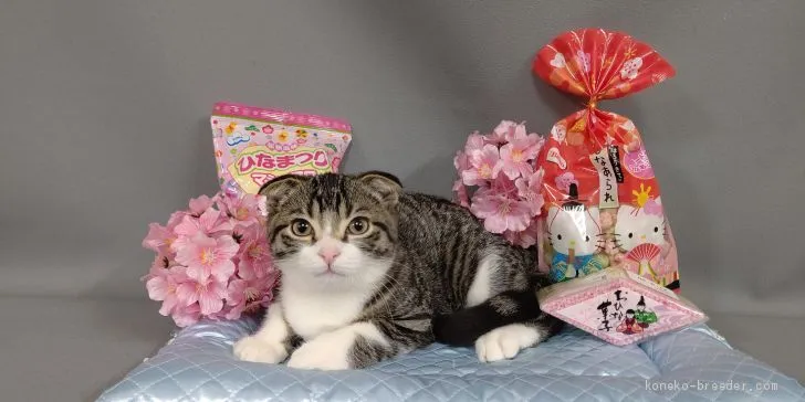 ID：2012-00392の子猫