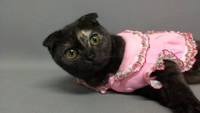 ID：1409-00207の子猫