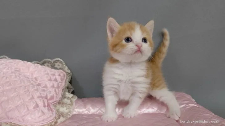 ID：2006-01603の子猫