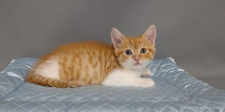 ID:2104-02222の子猫