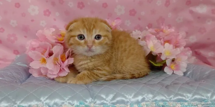 ID：2202-01478の子猫