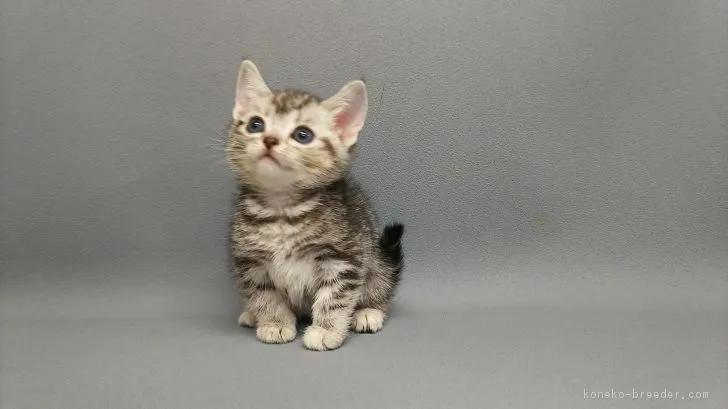 ID:1801-00632の子猫