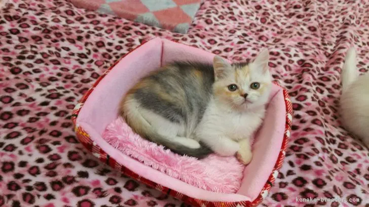 ID：1811-00917の子猫