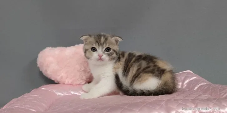 ID:2101-00233の子猫