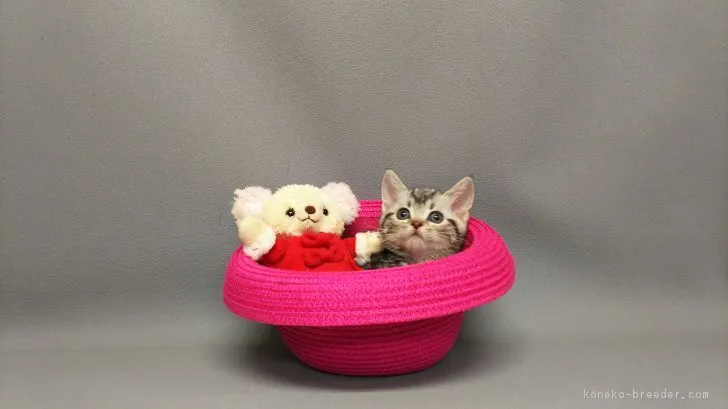 ID:1803-00597の子猫