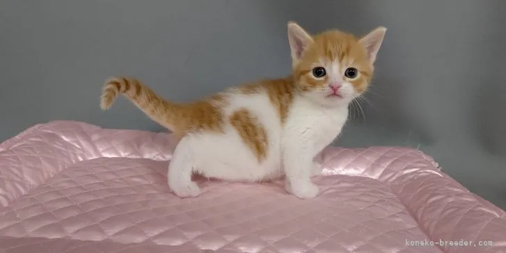 ID：2103-01521の子猫
