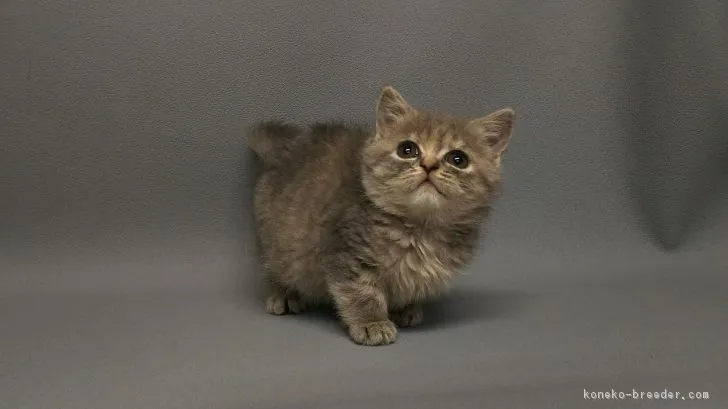 ID：1712-00916の子猫