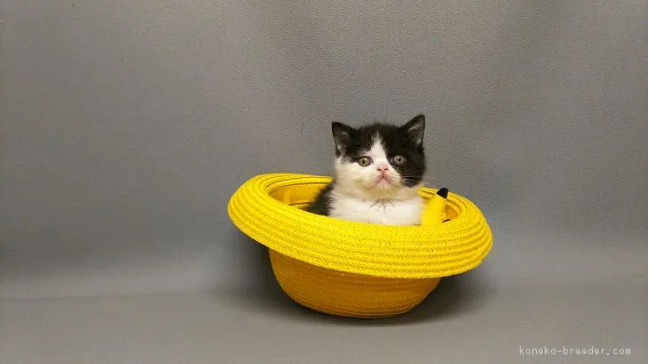 ID：1804-00815の子猫