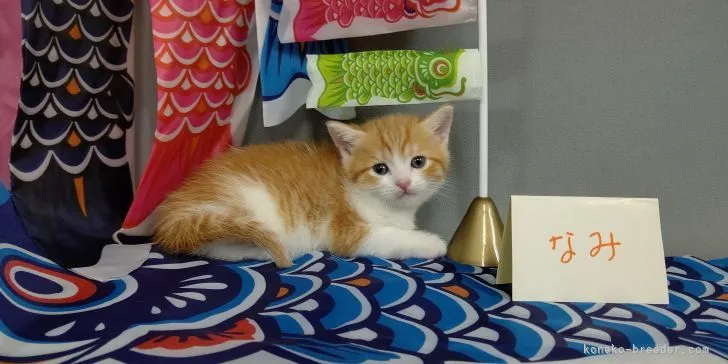 ID:2104-02045の子猫