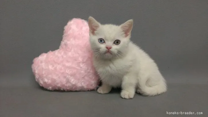 ID：1601-00219の子猫
