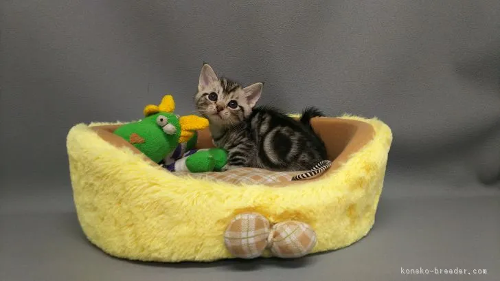 ID：1804-01493の子猫