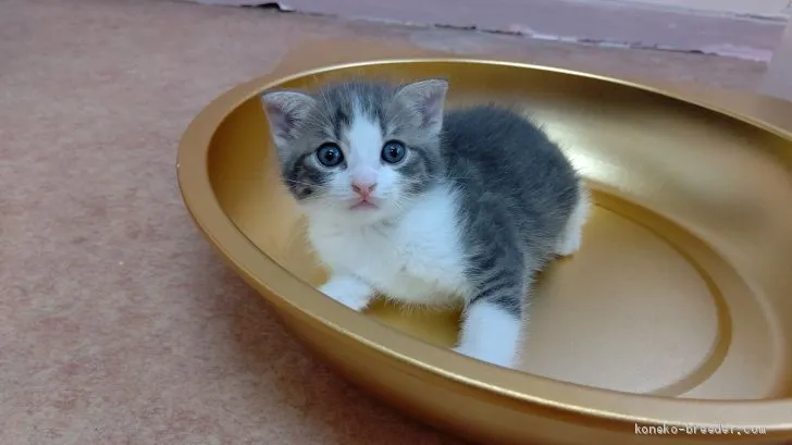 ID:2007-01735の子猫