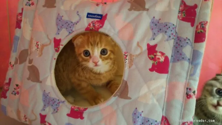 ID:2002-01038の子猫