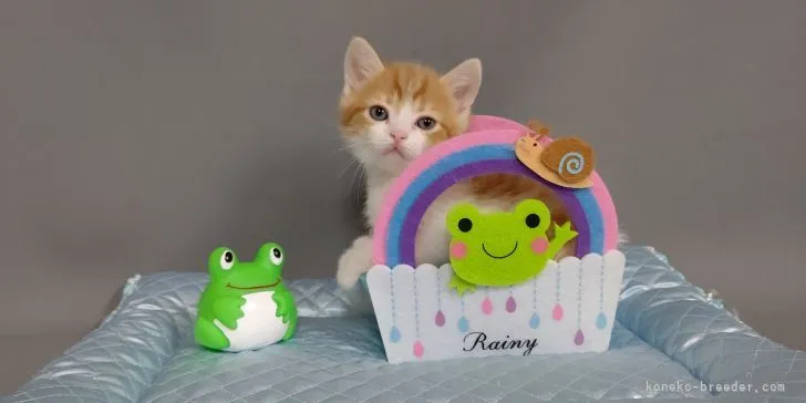 ID：2106-00305の子猫