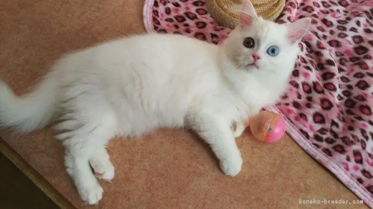 ID：1811-00546の子猫