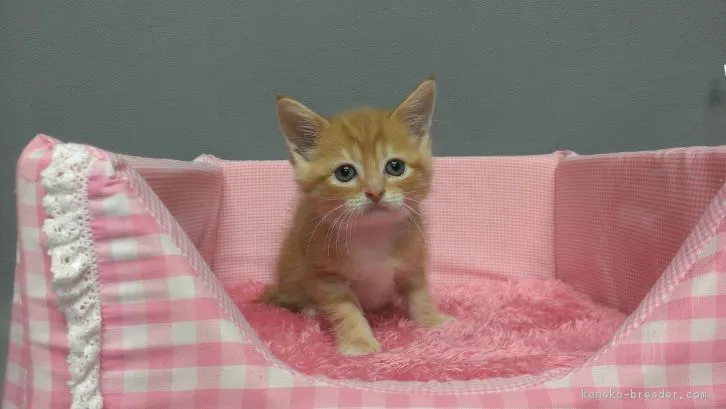 ID:1609-00337の子猫