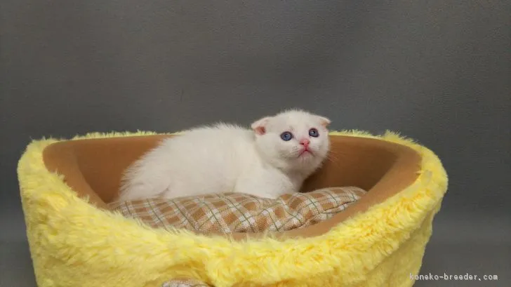 ID：1803-00062の子猫