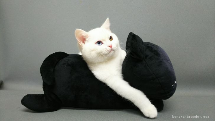 ID:1611-00634の子猫
