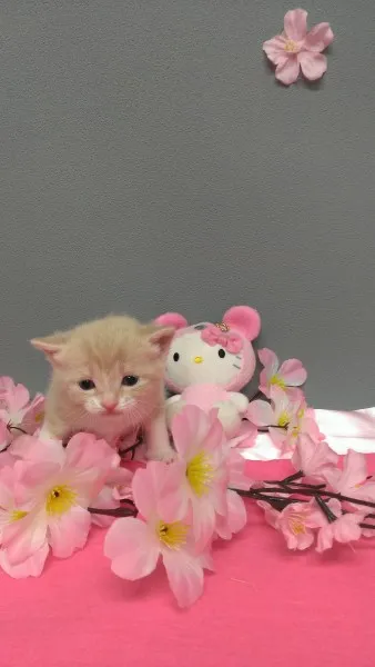 ID：1404-00164の子猫