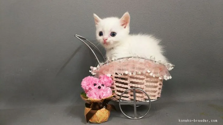 ID：1808-01677の子猫