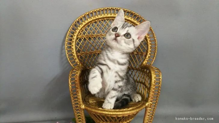 major 様のお迎えした子猫