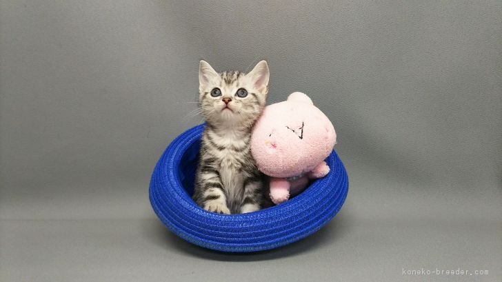 ID:1803-00598の子猫