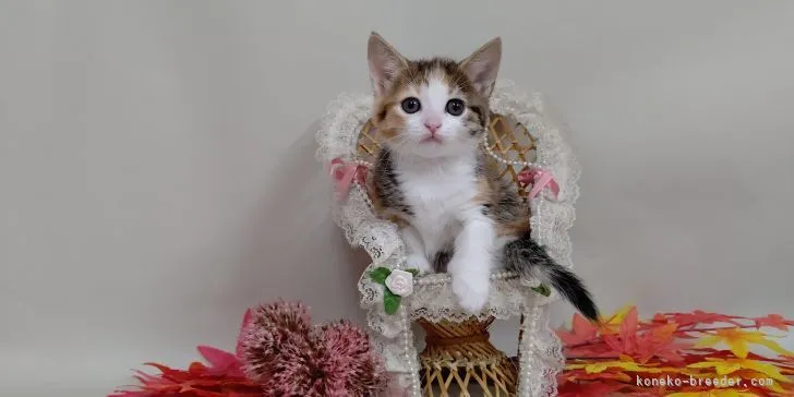 ID:2109-02000の子猫