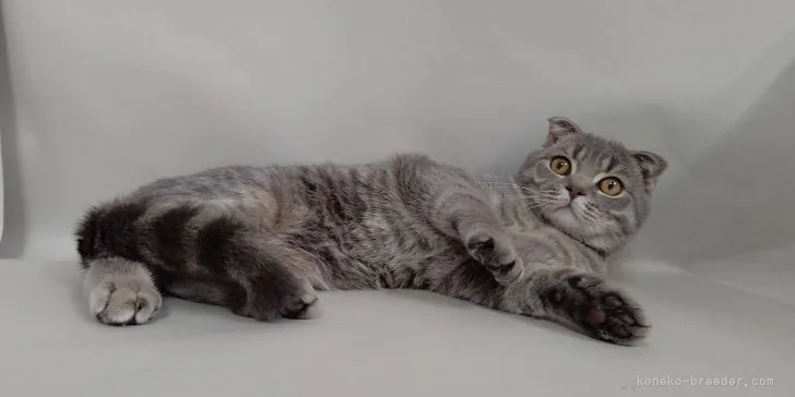 ID：2107-02105の子猫