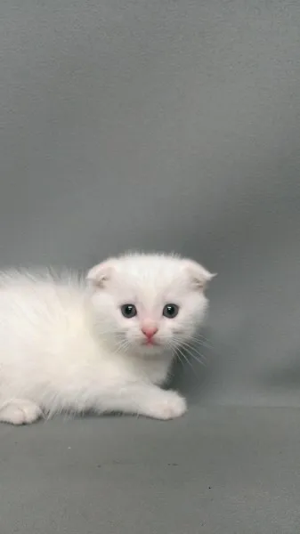 ID：1307-00361の子猫