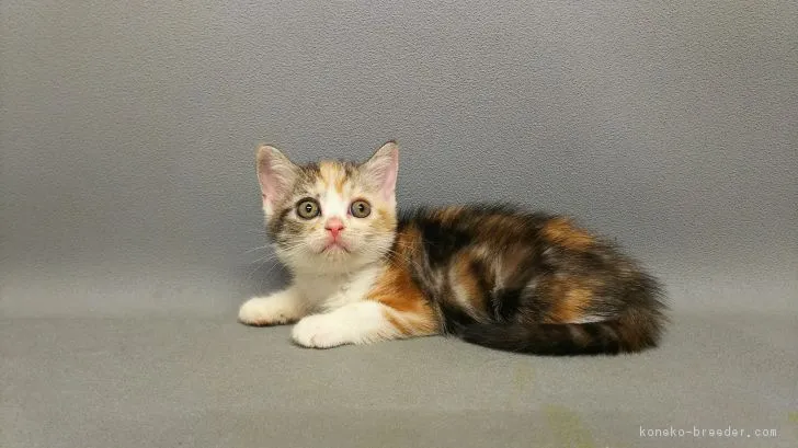 ID:1708-00080の子猫