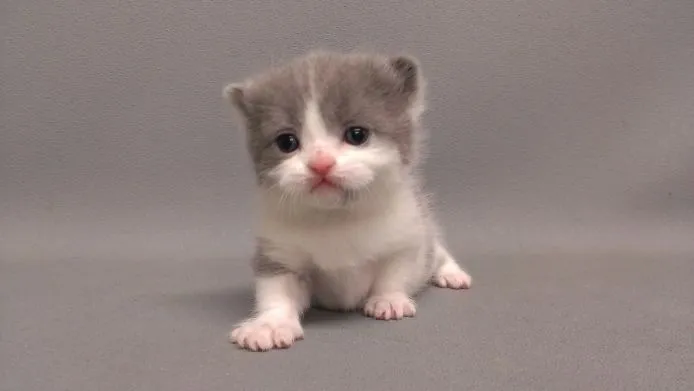 ID：1502-00040の子猫