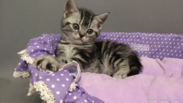 ID：1602-00266の子猫