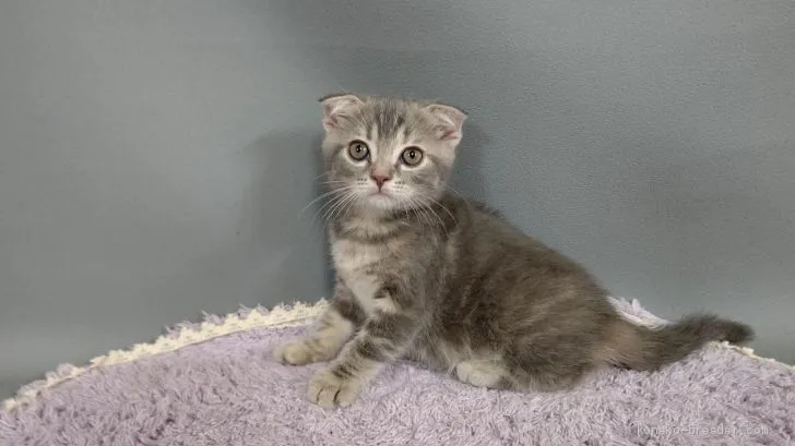 ID：2007-01117の子猫