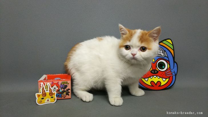 ID:1611-00599の子猫