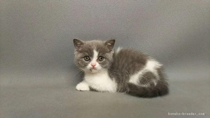 ID：1704-00416の子猫