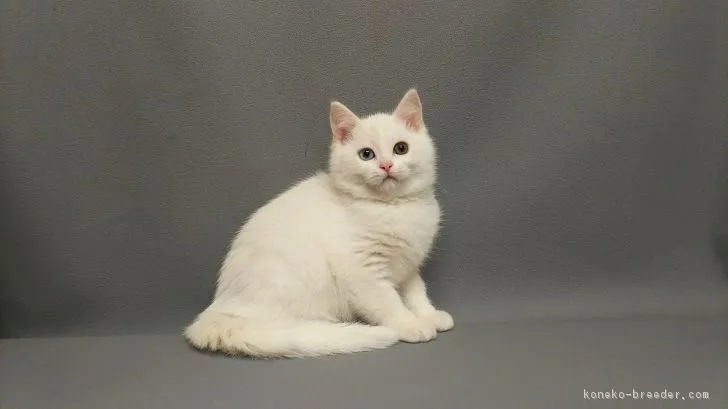 ID：1711-00448の子猫