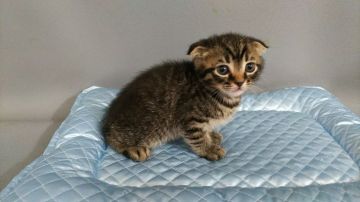 スコティッシュフォールド(折れ耳)【長野県・男の子・2019年9月22日・ブラウンタビー（ショートヘアー）】の写真「あまえん坊で元気な子です」