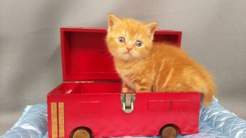 ブリティッシュショートヘア【長野県・男の子・2019年3月21日・レッドタビー（ショートヘアー）】の写真「きれいな色の元気な男の子です。」