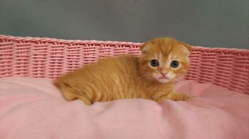 スコティッシュフォールド(折れ耳)【長野県・女の子・2019年9月22日・レッドタビー（ショートヘアー）】の写真「女の子らしい丸くて可愛い子です」