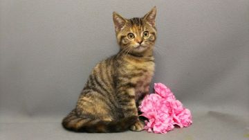 スコティッシュストレート【長野県・女の子・2017年3月25日・ブラウンパッチドタビー（ショートヘアー）】の写真「しましまが素敵な甘えん坊。」