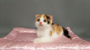 スコティッシュフォールド(折れ耳)【長野県・女の子・2019年6月18日・キャリコ（ショートヘアー）】の写真「丸くて女の子らしくて、可愛い子です、」