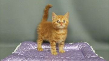 ブリティッシュショートヘア【長野県・男の子・2019年3月21日・レッドタビー（ショートヘアー）】の写真「小顔の女の子みたいに可愛い子です」