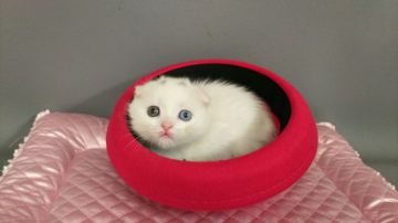 スコティッシュフォールド(折れ耳)【長野県・女の子・2019年10月22日・ブルー&ホワイトバン（ショートヘアー）】の写真「しっかり育った可愛い子です。」