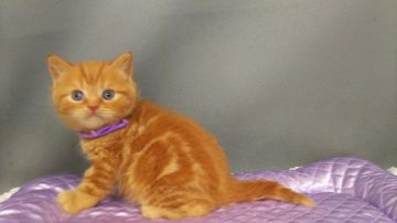 ブリティッシュショートヘア【長野県・男の子・2019年3月21日・レッドタビー（ショートヘアー）】の写真「きれいなミカン色の可愛い男の子です」