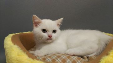 スコティッシュストレート【長野県・男の子・2017年3月25日・ホワイト（ショートヘアー）】の写真「真っ白できれいな子です。」