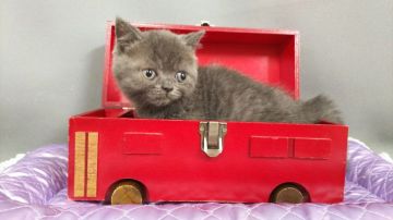 スコティッシュストレート【長野県・男の子・2019年3月26日・ブルー（ショートヘアー）】の写真「小降りで甘えん坊な男の子です。」