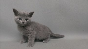 ロシアンブルー【長野県・男の子・2016年2月3日・ブルー（ショートヘアー）】の写真「きれいな色でハンサム君です。」