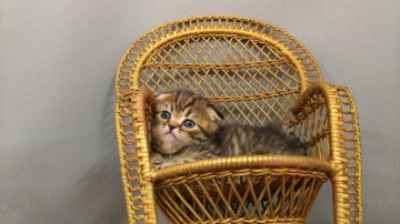 スコティッシュフォールド(折れ耳)【長野県・男の子・2019年3月9日・ブラウンタビー（ショートヘアー）】の写真「真ん丸で大きな顔が可愛いです。」